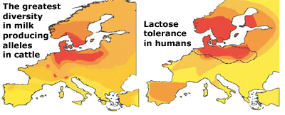 lactosemap.jpg