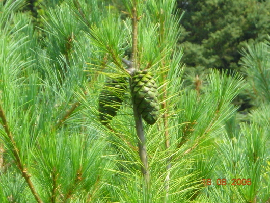 5-8 år gammal tall - närbild.jpg