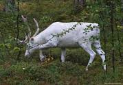 natur.jpeg