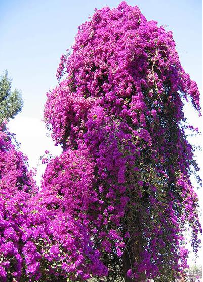 kaskader av blommor.jpg