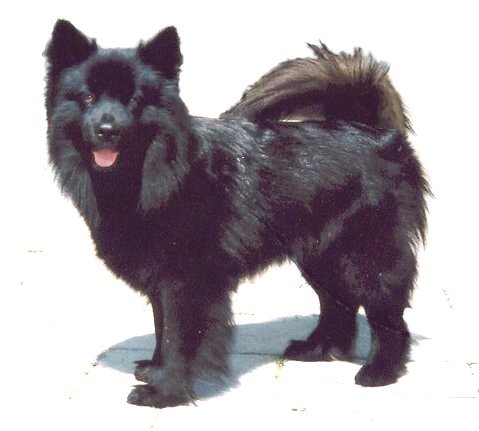 Hund 3.jpg