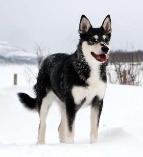 Hund 2.jpg