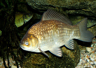 338px-en slags karpfisk.jpg