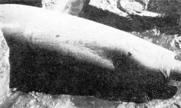 UXB i Torrdocka No 8.jpg