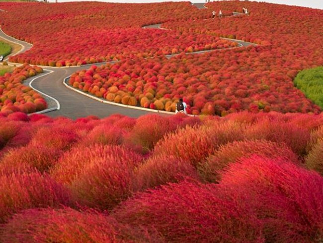 kochia-hill-hitachinaka-city-japan-garden-design_9661.jpg