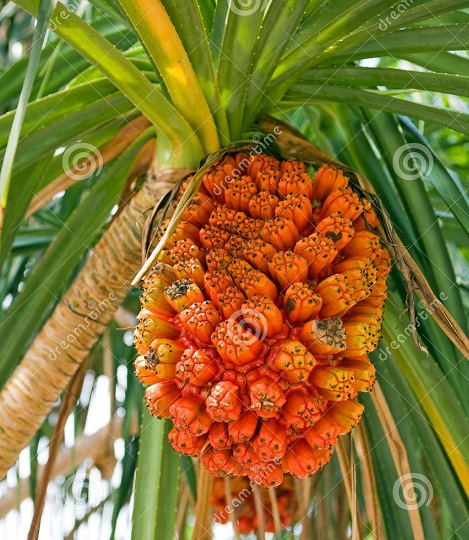 - pandanusfrukten -.jpg