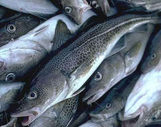 Newfoundland cod.png