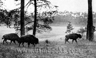 amerikansk bison........jpg