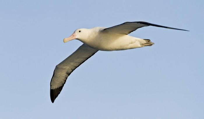 en mæsterflygare.jpg