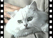 Ernst Stavro Blofelds cat.jpg