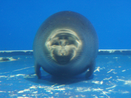 rotund.jpg