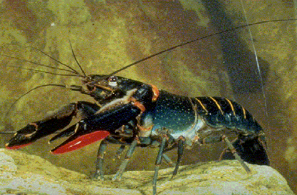 redclaw.gif