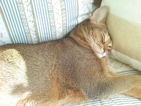 Varvschefen Stor-Felix tar igen sig i bersån.jpg