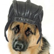 Inte kommissar Rex.jpg