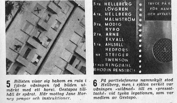 rindög.jpg