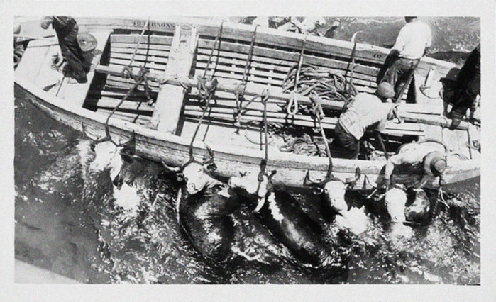 ...proviantering medelst roddbaat....jpg