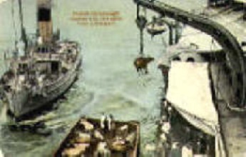 levande kritter som dæckslast.jpg