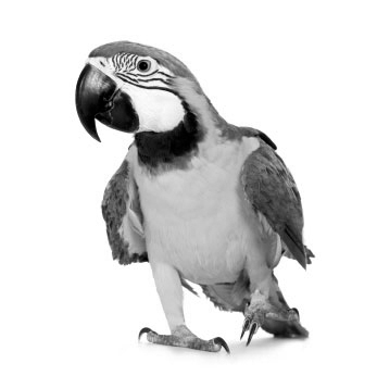 bird.jpg
