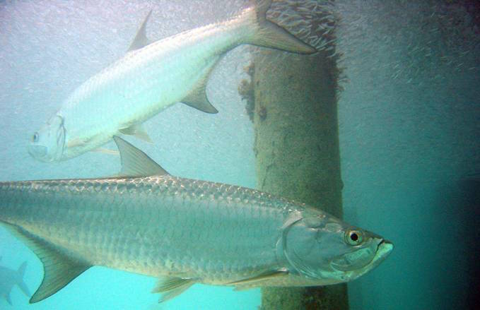 fisk.jpg