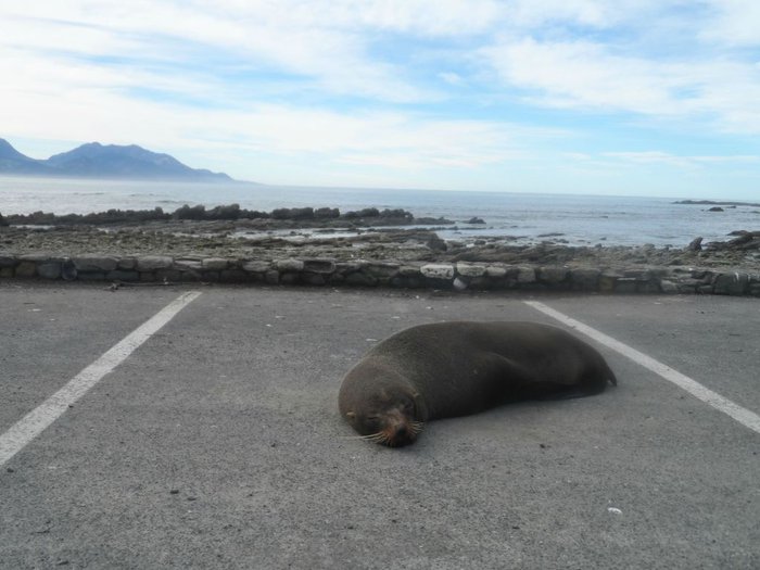 Ingen parkering hær.jpg