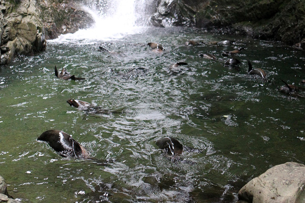 - och massor av kutar.......jpg