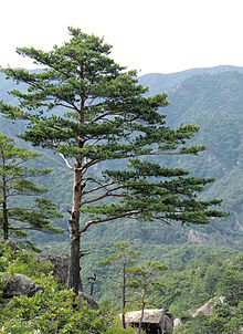 wood.jpg