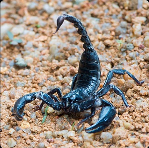 Scorpion.jpg