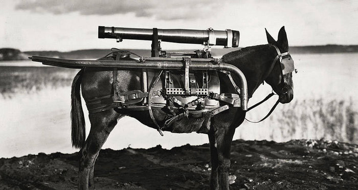 war-donkey.jpg