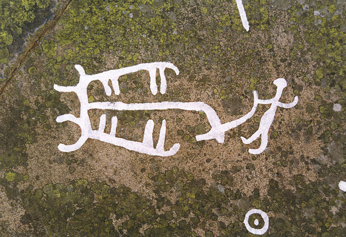 oxar drar årder.jpg