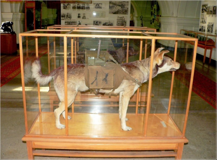 uppstoppadhund.png