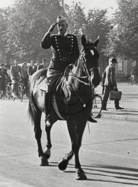 horse.jpg