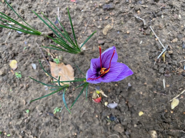 snygg blomma.jpg