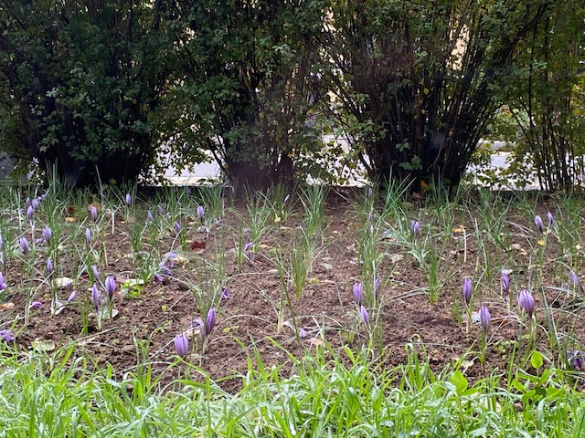 vidsträckta fält.jpg