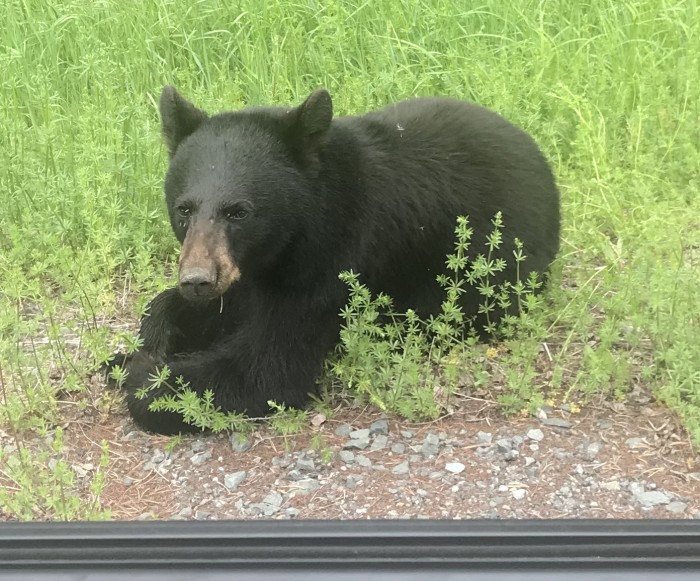bear.jpeg